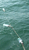 the three bottles being tested in the Solent