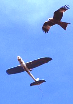 Red Kite with Snoopy