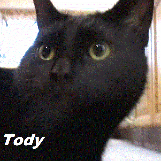 Tody the Cat in Sunninghill