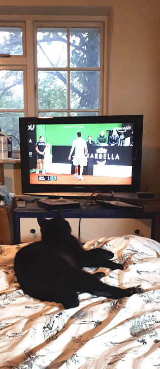 Tody the Cat watching tennis in Sunninghill