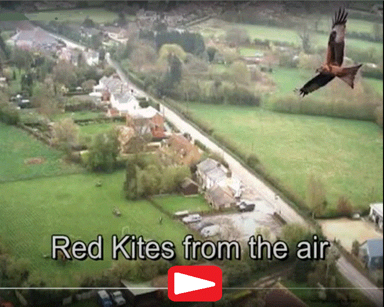 Red Kite video